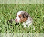 Small #4 Miniature Australian Shepherd