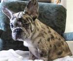 Small Photo #4 French Bulldog Puppy For Sale in COCOA, FL, USA