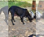 Small Photo #1 Great Dane Puppy For Sale in FRANKLIN, TX, USA