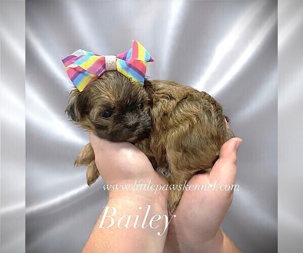Medium Photo #1 Mal-Shi Puppy For Sale in WINNSBORO, LA, USA