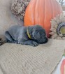 Small Photo #1 Great Dane Puppy For Sale in AMMON, ID, USA