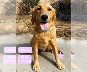 Gloria - Female Golden Retriever Dog for Adoption - Photo #2