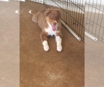 Small Photo #33 Australian Shepherd Puppy For Sale in GILMER, TX, USA
