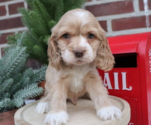 Cocker Spaniel Puppy for sale in HONEY BROOK, PA, USA