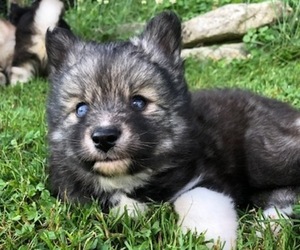 Pomsky Puppy for sale in SAVOY, MA, USA
