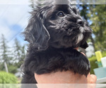 Small #1 Cavachon