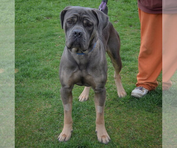 Medium Photo #3 Mutt Puppy For Sale in Huntley, IL, USA