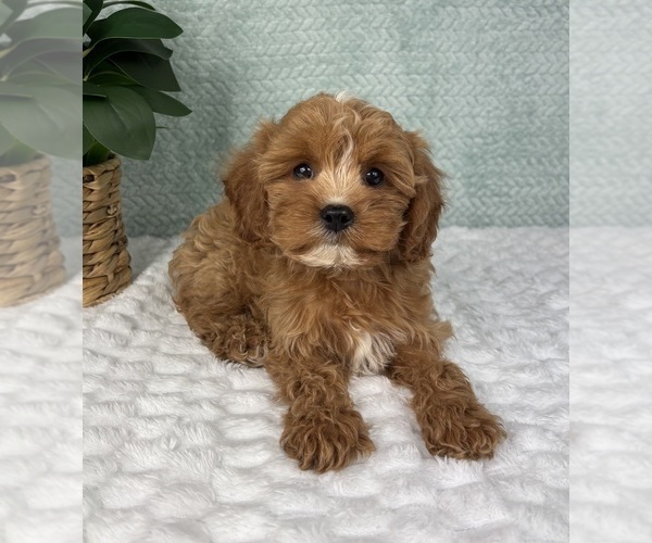 Medium Photo #3 Cavapoo Puppy For Sale in FRANKLIN, IN, USA