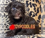 Small Photo #7 Poodle (Toy) Puppy For Sale in HAYWARD, CA, USA