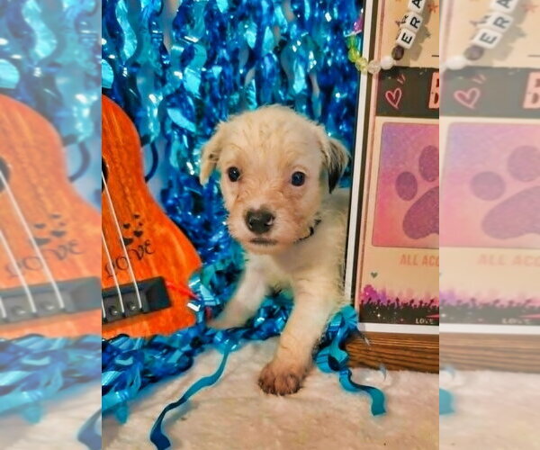 Medium Photo #2 Mutt Puppy For Sale in Raleigh, NC, USA