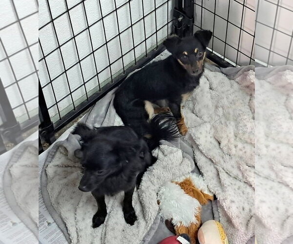 Medium Photo #1 Chihuahua-Unknown Mix Puppy For Sale in Mukwonago, WI, USA