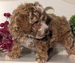 Small #10 Poodle (Miniature)
