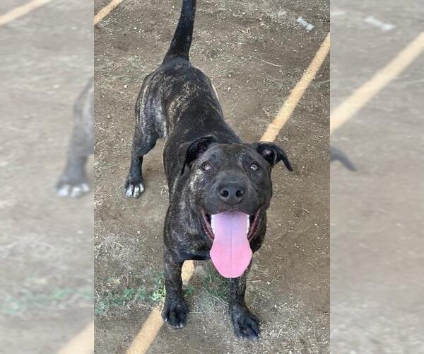 Medium Photo #2 American Pit Bull Terrier-Unknown Mix Puppy For Sale in Riverside, CA, USA