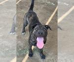Small #1 American Pit Bull Terrier Mix