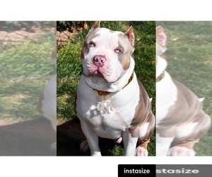 Father of the American Bully puppies born on 12/06/2021