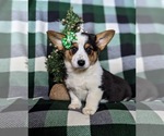 Small Photo #1 Pembroke Welsh Corgi Puppy For Sale in BIRD IN HAND, PA, USA