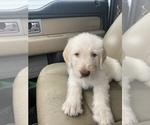 Small Photo #5 Labradoodle Puppy For Sale in MARBLE FALLS, TX, USA