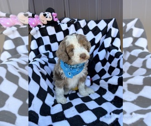 Shih Tzu Puppy for sale in BLOOMFIELD, MO, USA