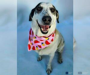 Sheprador Dogs for adoption in Frisco, CO, USA