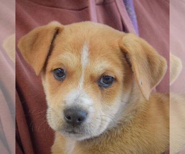 Medium Photo #6 German Shepherd Dog-Unknown Mix Puppy For Sale in Huntley, IL, USA