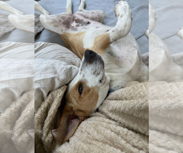 Medium Photo #14 American Foxhound-Unknown Mix Puppy For Sale in Rosenberg, TX, USA