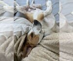 Small #13 American Foxhound Mix