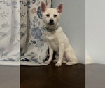 Small Photo #28 Alaskan Klee Kai Puppy For Sale in DURHAM, CT, USA