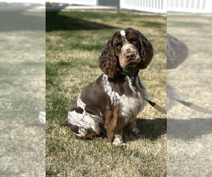 Father of the English Springer Spaniel puppies born on 04/26/2025