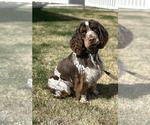 Small Photo #1 English Springer Spaniel Puppy For Sale in DEER PARK, WA, USA