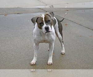 Bulldog-Unknown Mix Dogs for adoption in Decatur, IL, USA