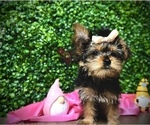 Puppy Luna Yorkshire Terrier