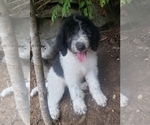Puppy 1 Aussiedoodle