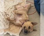 Small Photo #13 American Pit Bull Terrier-American Staffordshire Terrier Mix Puppy For Sale in Spotsylvania, VA, USA