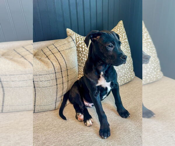 Medium Photo #7 Mutt Puppy For Sale in Mooresville, NC, USA