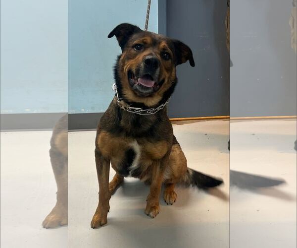 Medium Photo #1 German Shepherd Dog-Unknown Mix Puppy For Sale in Pryor, OK, USA