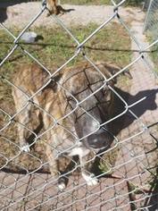 Siberian Husky Dogs for adoption in GILSUM, NH, USA