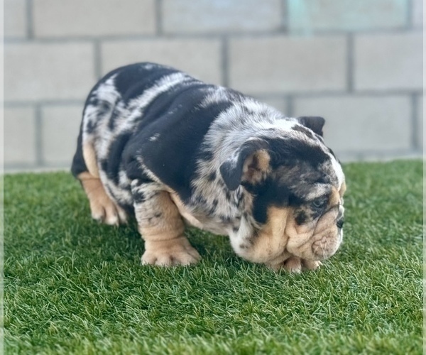 Medium Photo #28 English Bulldog Puppy For Sale in PHOENIX, AZ, USA