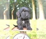 Small Photo #8 Aussiedoodle Puppy For Sale in LEXINGTON, AL, USA