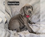 Small #1 Cane Corso