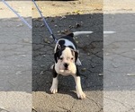 Small #6 American Bulldog