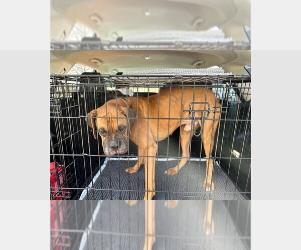 Medium Photo #2 Boxer Puppy For Sale in Austin, TX, USA