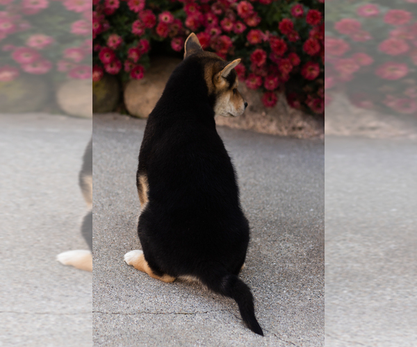 Medium Photo #6 Shiba Inu Puppy For Sale in MILLERSBURG, IN, USA
