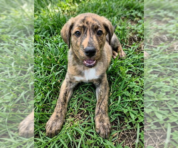 Medium Photo #2 German Shepherd Dog-Plott Hound Mix Puppy For Sale in Cary, NC, USA