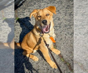 Labrador Retriever-Unknown Mix Dogs for adoption in San Diego, CA, USA