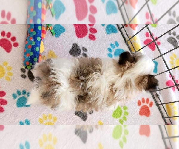 Medium Photo #13 Papitese Puppy For Sale in ORO VALLEY, AZ, USA