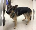 Small German Shepherd Dog