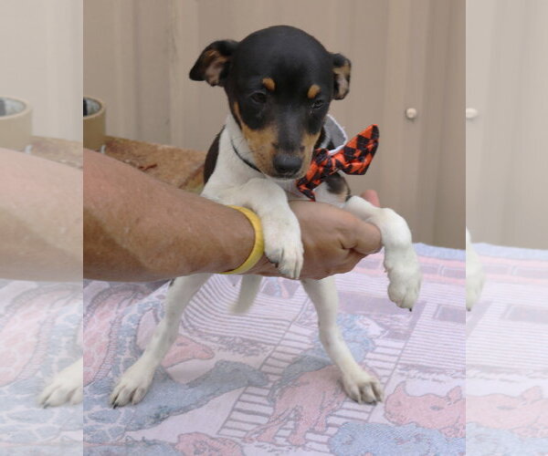 Medium Photo #2 Rat Terrier Puppy For Sale in Bandera, TX, USA