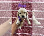 Small Photo #1 Golden Retriever Puppy For Sale in FORT GIBSON, OK, USA