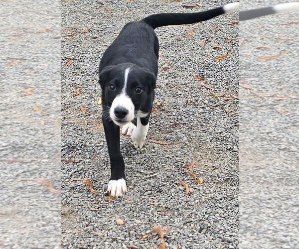Medium Photo #6 Beagle-Border Collie Mix Puppy For Sale in Alexander, AR, USA