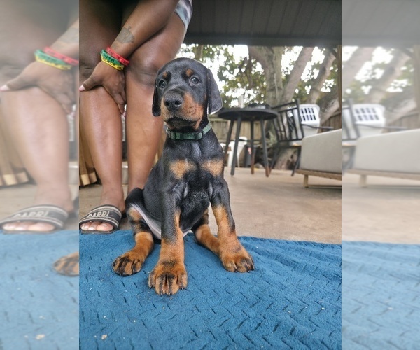 Medium Photo #8 Doberman Pinscher Puppy For Sale in MIAMI, FL, USA